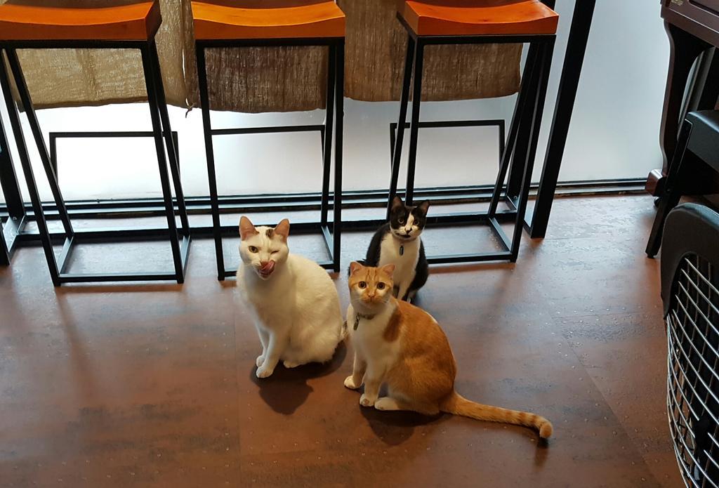 Meow G Cafe Hostel Hualien City Luaran gambar